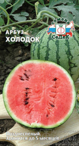 Арбуз Холодок  купить