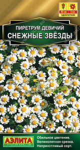 Пиретрум Снежные звезды  купить