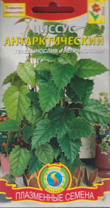 Циссус антарктический  купить