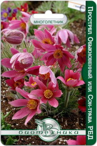 Прострел обыкновенный или сон-трава Рэд купить