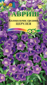 Колокольчик Церулея средний  купить