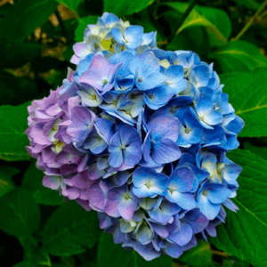 Гортензия Лавбла крупнолистовая ЦК купить