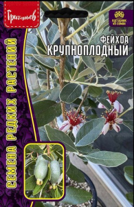 Фейхоа Крупноплодный 7шт  купить