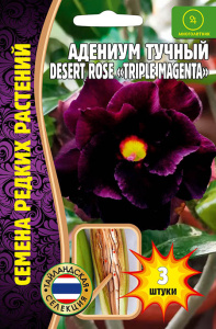 Адениум Роза Пустыни Тройной пурпурный (Desert RoseTriple Magenta) купить