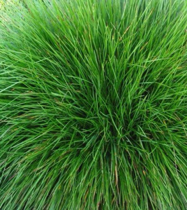 Овсяница Тросниковая 1кг /20 купить