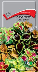 Колеус Блюме Смесь окрасок купить