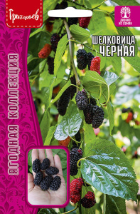 Шелковица (тутовник) Чёрная купить