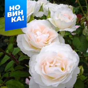 Роза Свит блонди купить