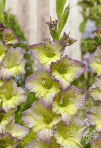 Гладиолус Мунлайт Шэдоу /10шт купить