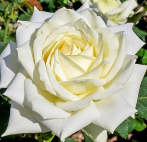 Роза Полярная Звезда купить