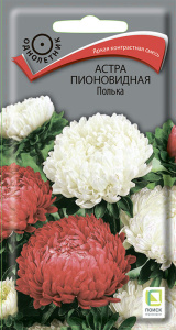 Астра Полька пионовидная купить