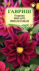 Георгина Фигаро фиолетовая   купить