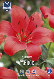 Лилия азиатская Medoc /3шт купить