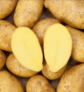 Картофель семенной Садон 3кг купить