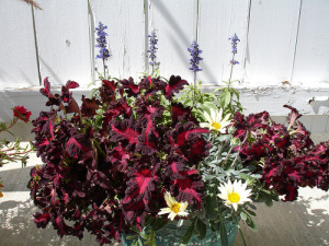 Колеус Блюма Дракон Блэк (темно-красный с пурпурн. краями) 1шт К420 купить