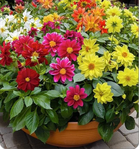 Георгина Прайд Микс (смесь) 1шт Г515/35 купить