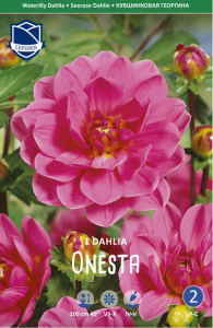 Георгина японская Onesta /1шт купить