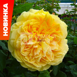 Роза Голден зест купить