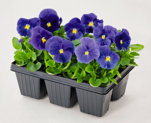 Виола Виттрока Инспайр Тру Блу Плюс (синяя) 1шт В214 купить