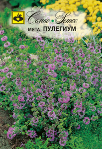 Мята Пулегиум  купить