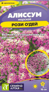 Алиссум Рози О'Дей  купить