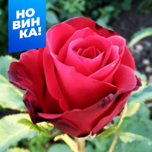 Роза Селена купить