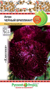 Астра Черный бриллиант купить