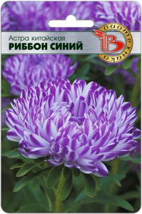 Астра Риббон Блю  купить