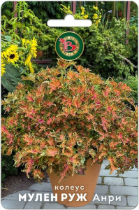 Колеус компактный фистончатолистный Мулен Руж Анри купить