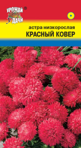 Астра Ковер Красный низкорослая купить