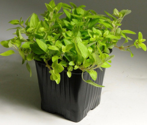 Душица (орегано) обыкновенная С1 1шт об018 купить