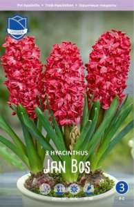 Гиацинт "Jan Bos" (1х3шт) купить
