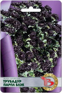 Астра Трубадур Парпл Блэк купить