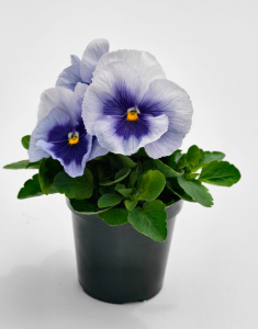 Виола Виттрока Инспайр Металлик Блу Блоч (голубая с синим глазком) 1шт/40 В212 купить