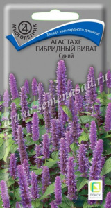 Агастахе гибридный Виват Синий купить