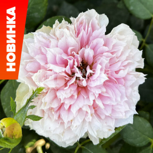 Роза Пьер Гасли купить