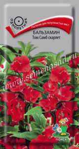 Бальзамин Том Самб скарлет купить