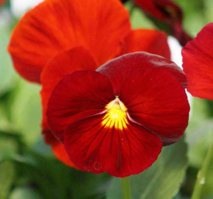 Виола Виттрока Инспайр Скарлет (красная) 1шт В217/40 купить