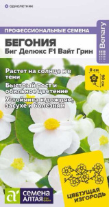 Бегония Биг Делюкс F1 Вайт грин купить