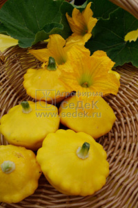 Патиссон Солнышко  купить
