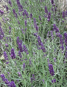 Лаванда узколистная Хидкот Блю (темно-синяя) 1шт мн0346м купить