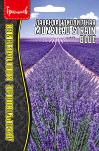Лаванда Munstead Strain Blue узколистная  купить