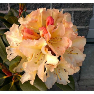 Рододендрон Хорайзон Монарх гибридный ЦК купить