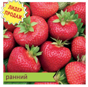 Земляника Элианни купить