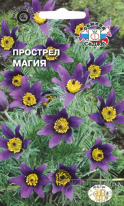 Прострел Магия  купить