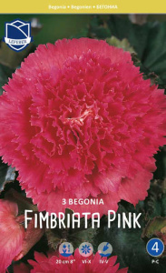 Бегония Fimbriata PINK  /3шт  купить