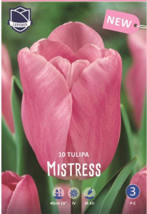 Тюльпан триумф "Mistress" (1х10шт) купить
