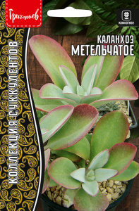 Каланхоэ Метельчатое купить