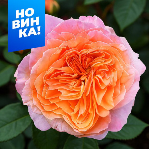 Роза Викторианский Секрет