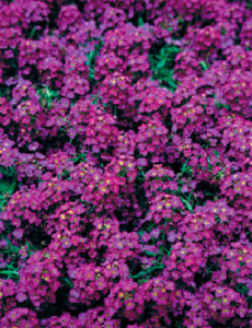 Аллисум Исте Боннет Вайолет (темно-розовый) 1шт А202/54 купить